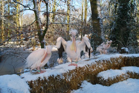 Ouwehands Dierenpark Rhenen