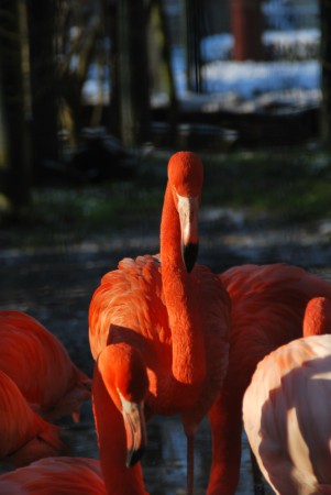 Ouwehands Dierenpark Rhenen