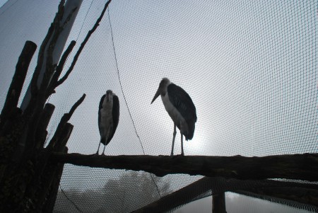 Dierenpark Amersfoort