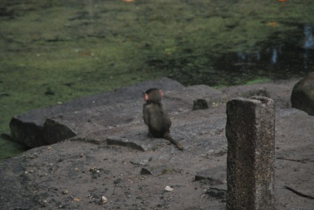Dierenpark Amersfoort
