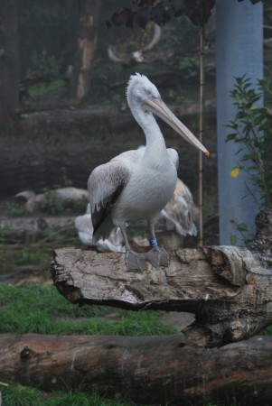 Dierenpark Amersfoort