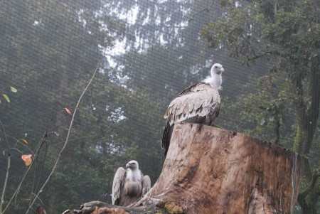 Dierenpark Amersfoort