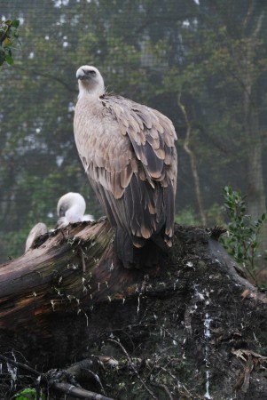 Dierenpark Amersfoort