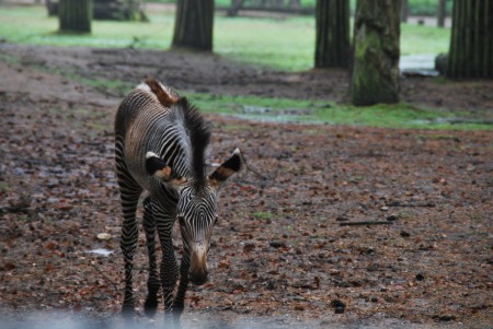 Dierenpark Amersfoort