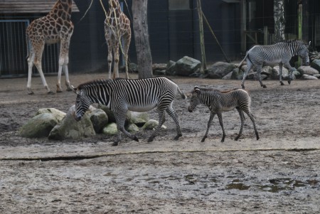 Dierenpark Amersfoort