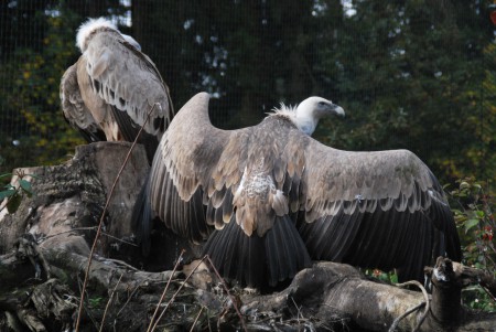 Dierenpark Amersfoort