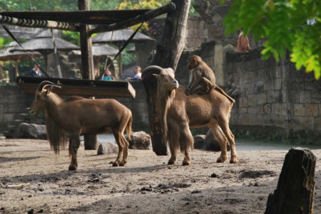 Dierenpark Amersfoort