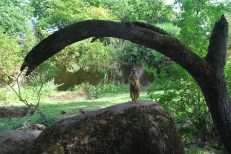 Koninkelijke Burgers Zoo