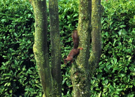 Eekhoorn in onze tuin - Bennekom