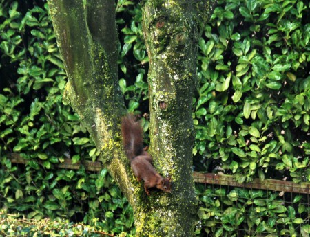 Eekhoorn in onze tuin - Bennekom