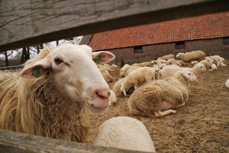 Zuid Ginkel - Ede GLD