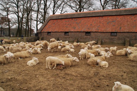 Zuid Ginkel - Ede GLD