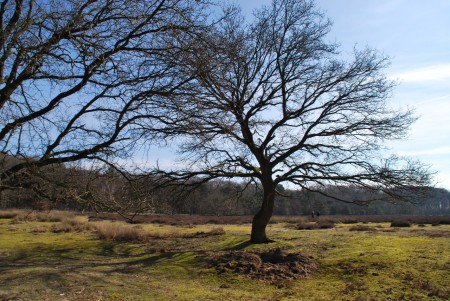 Noord Ginkel - Ede GLD