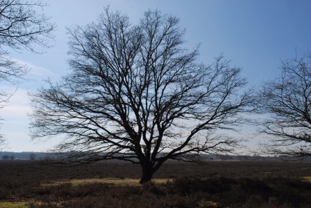 Noord Ginkel - Ede GLD