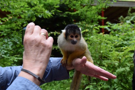 Apenheul - Apeldoorn