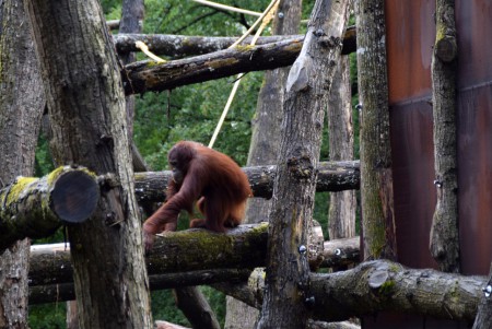 Apenheul - Apeldoorn