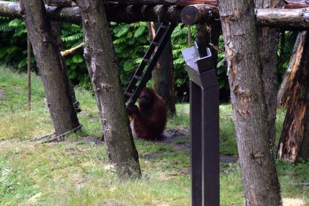 Apenheul - Apeldoorn