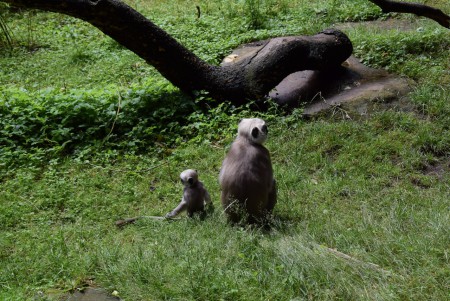 Apenheul - Apeldoorn
