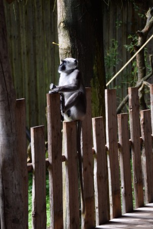 Apenheul - Apeldoorn