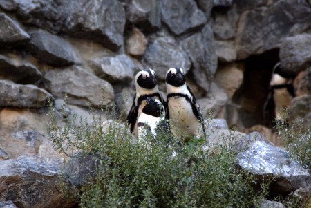 Koninklijke Burgers'Zoo - Arnhem