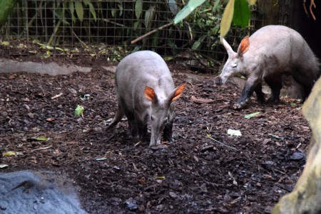 Koninklijke Burgers'Zoo - Arnhem