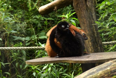 Apenheul - Apeldoorn