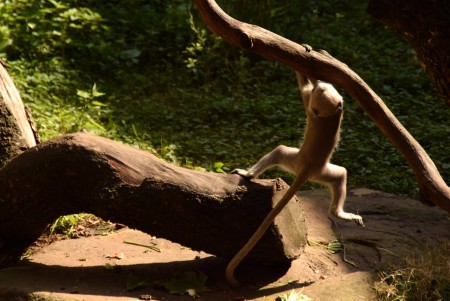 Apenheul - Apeldoorn